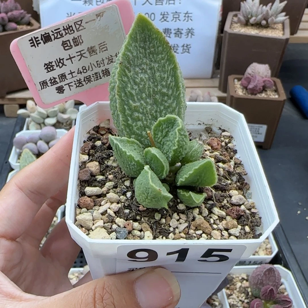 915绿皮多肉植物