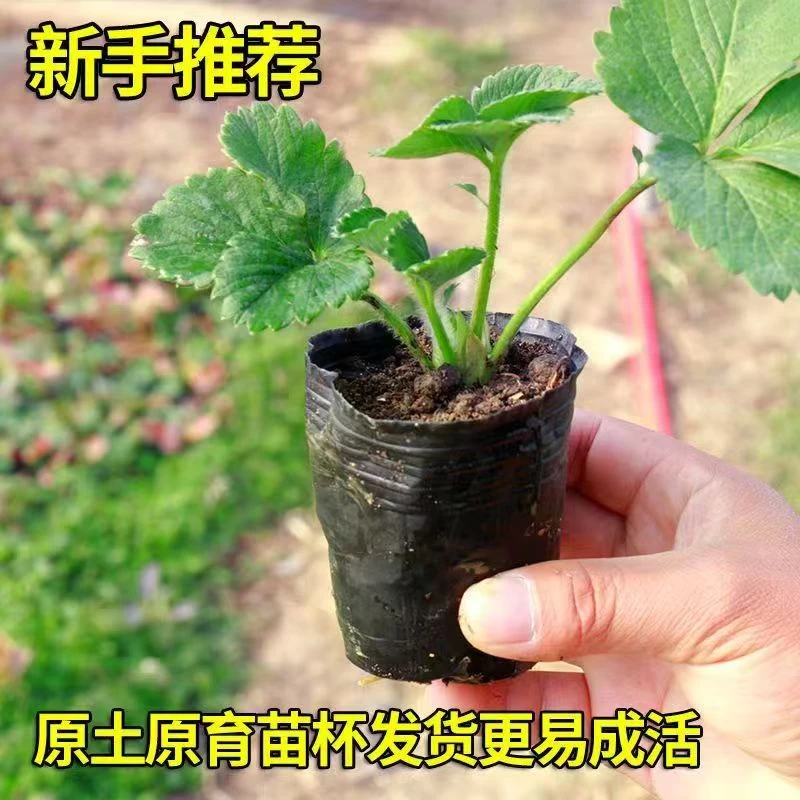 【原盆原土】四季奶油草莓盆栽地栽阳台小院南方北方室内室外种植