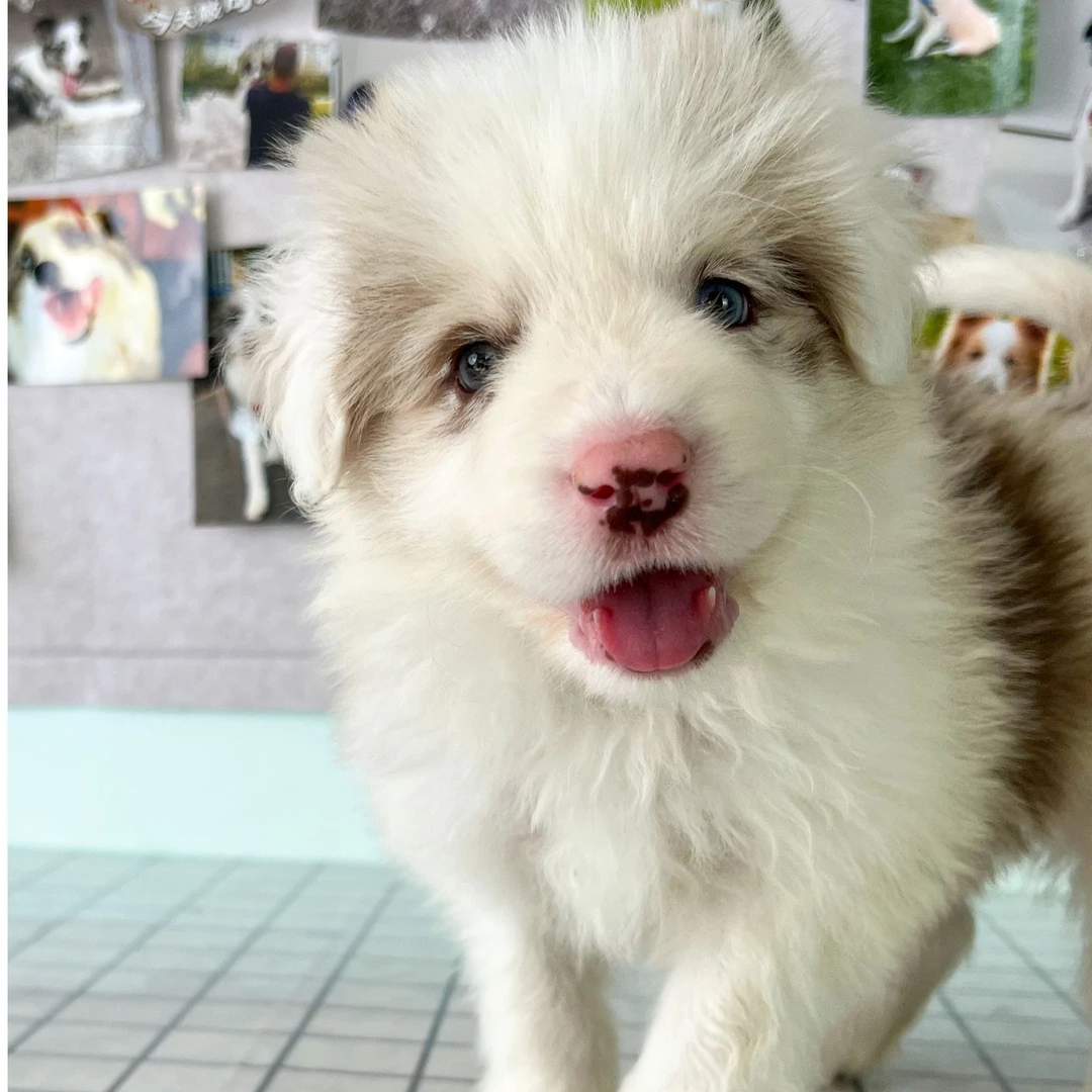 辣条-红陨石边牧小狗边境牧羊犬幼犬弟弟