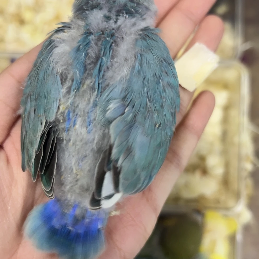 桃脸牡丹鹦鹉回复计划好女孩就看见