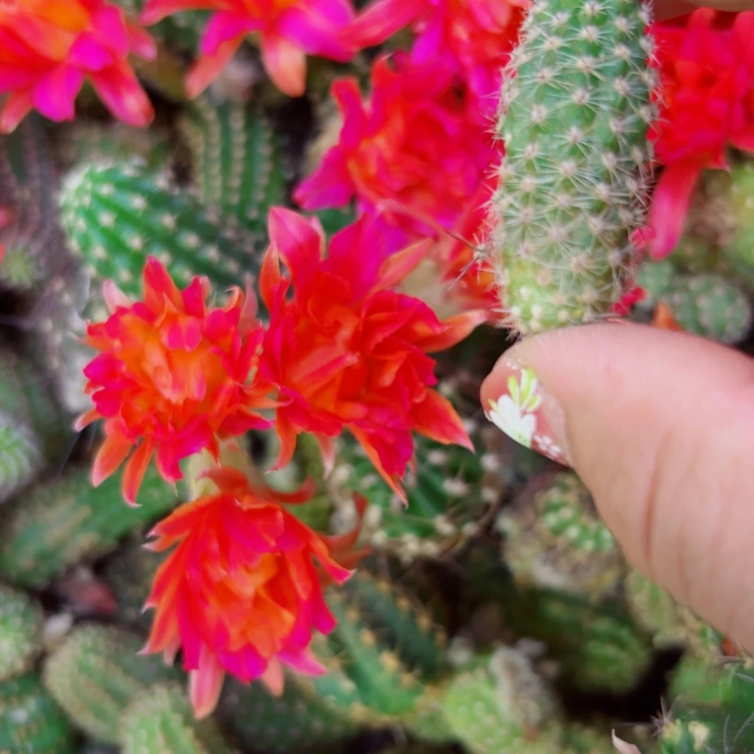 下78白檀紫牡丹歪无根侧芽3公分左右20包邮