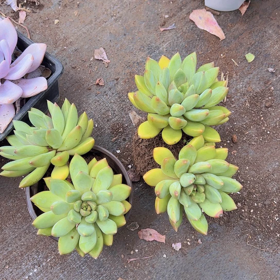 黄金象牙双头起发精品