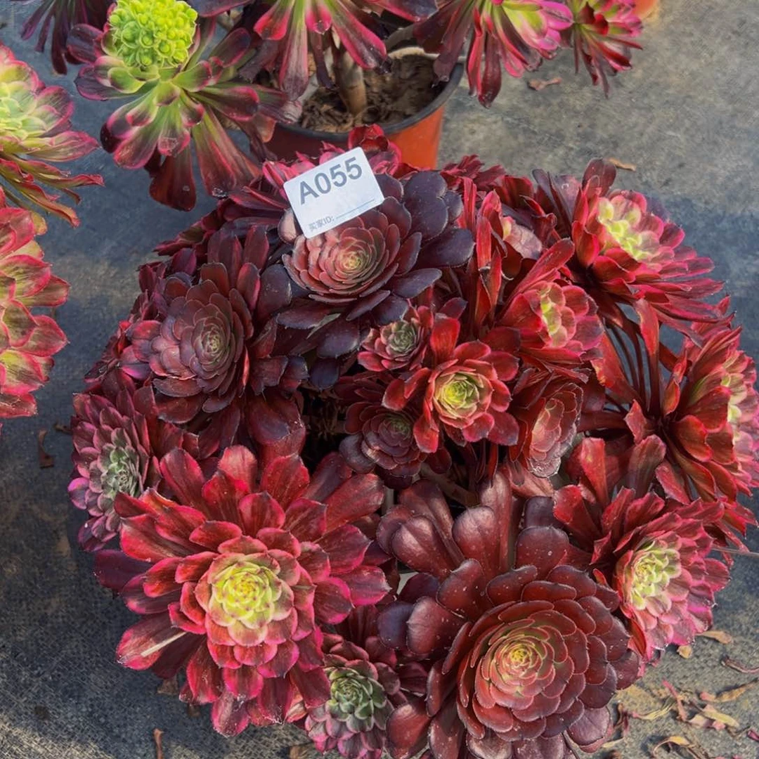 水墨画多肉植物055