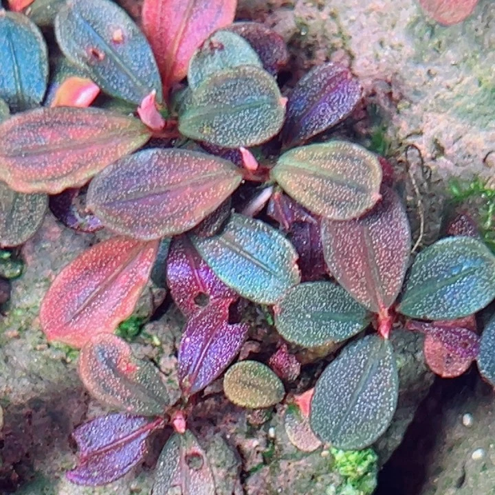 福利55号福利价植物一头（雅典娜2头）