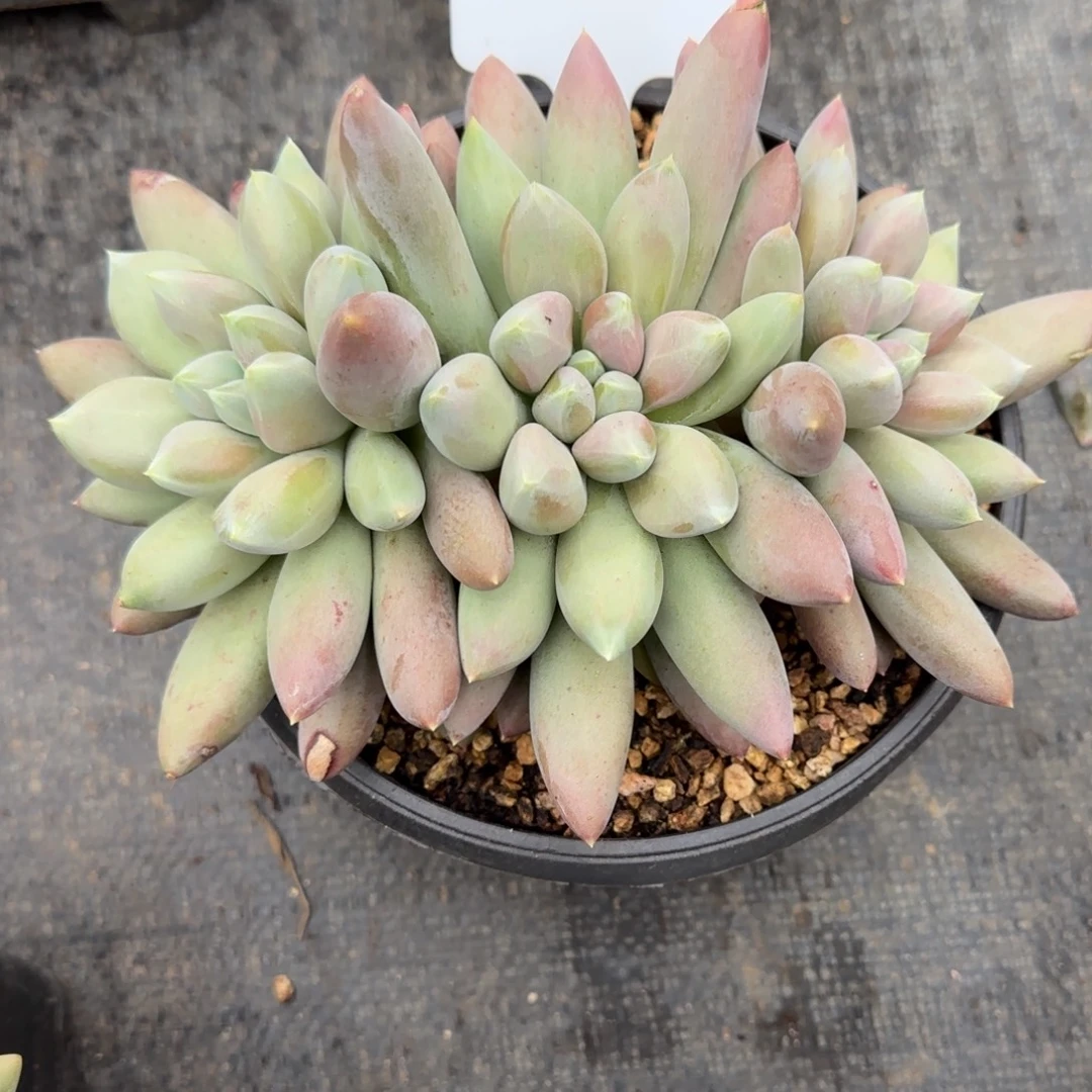 一物一拍焦糖体胖哥特06