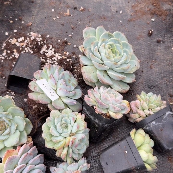 11-18左六绿菜大小混合十棵量拍