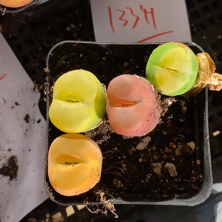 暖***座13341。   一组。