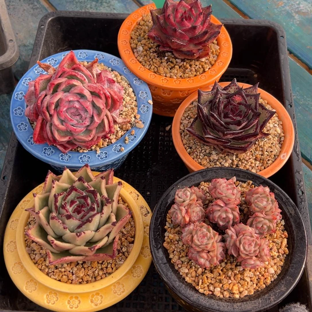 从前慢多肉精选编号0120.64