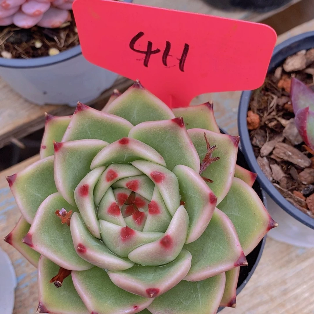 ，首播，开心多肉，一物一拍，一单包邮