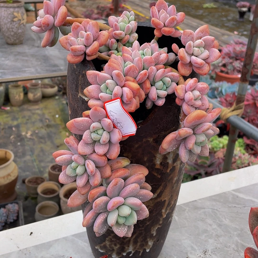 红洛神多肉植物群 4350