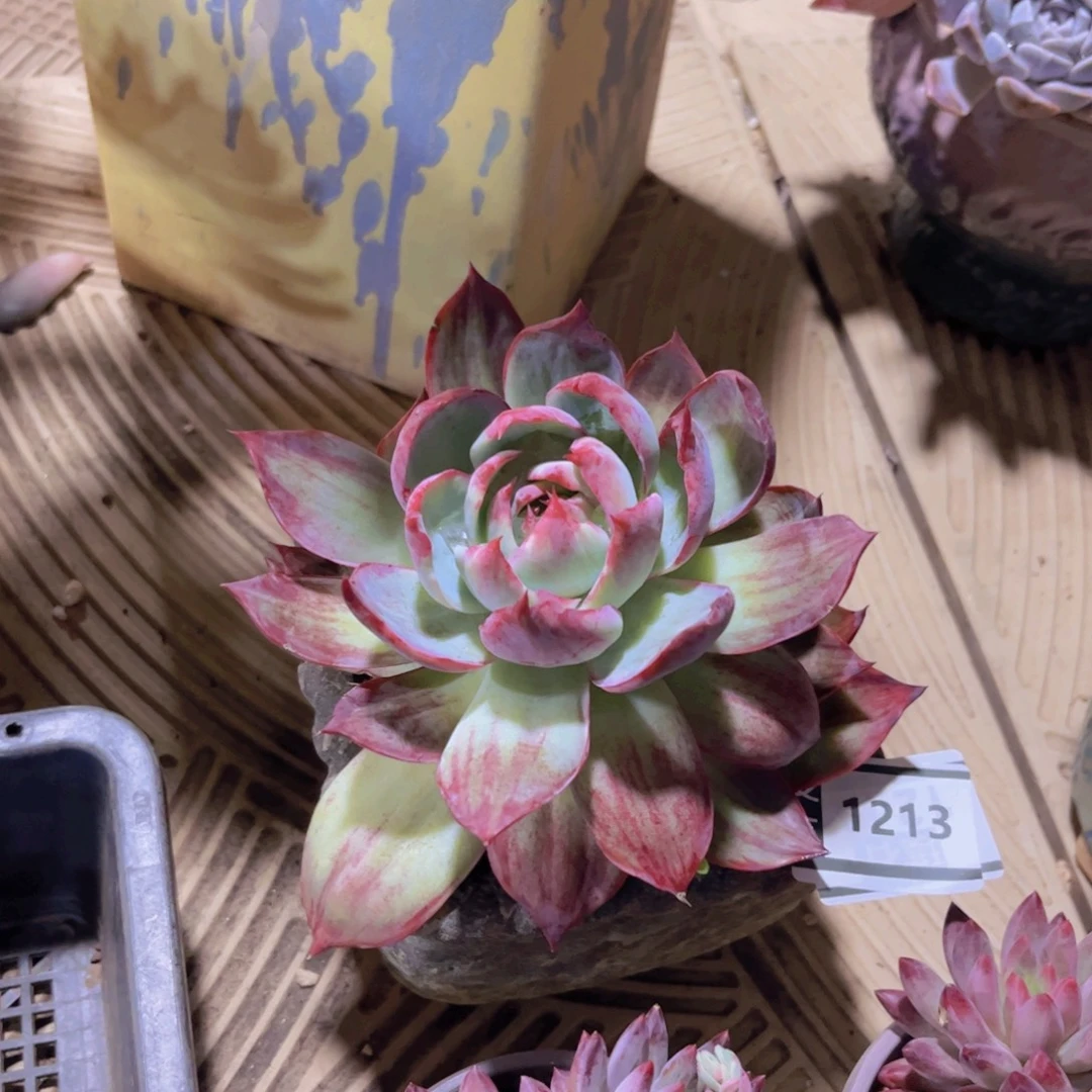 惊鸿仙子多肉植物1213