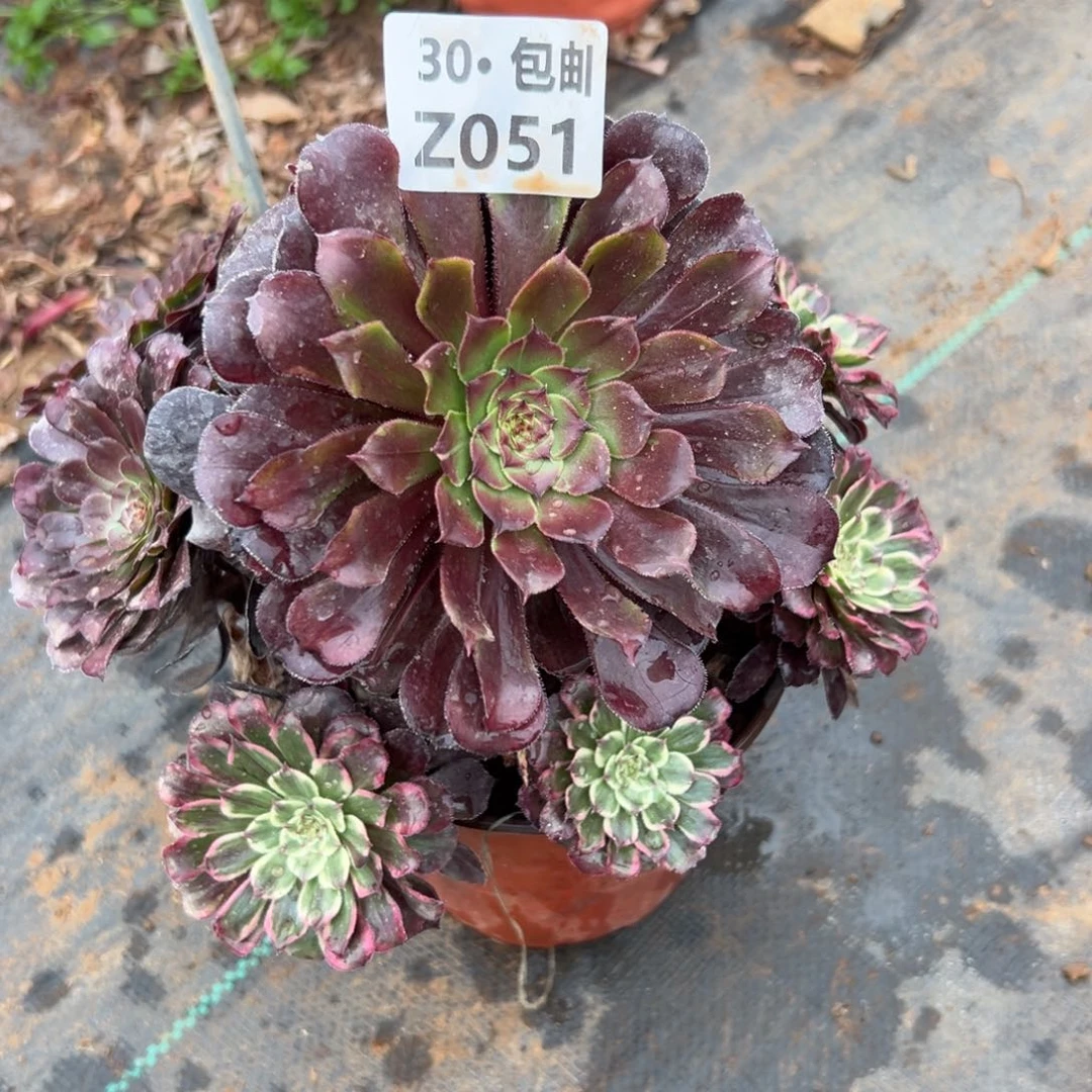 051紫嫣，合多肉法师