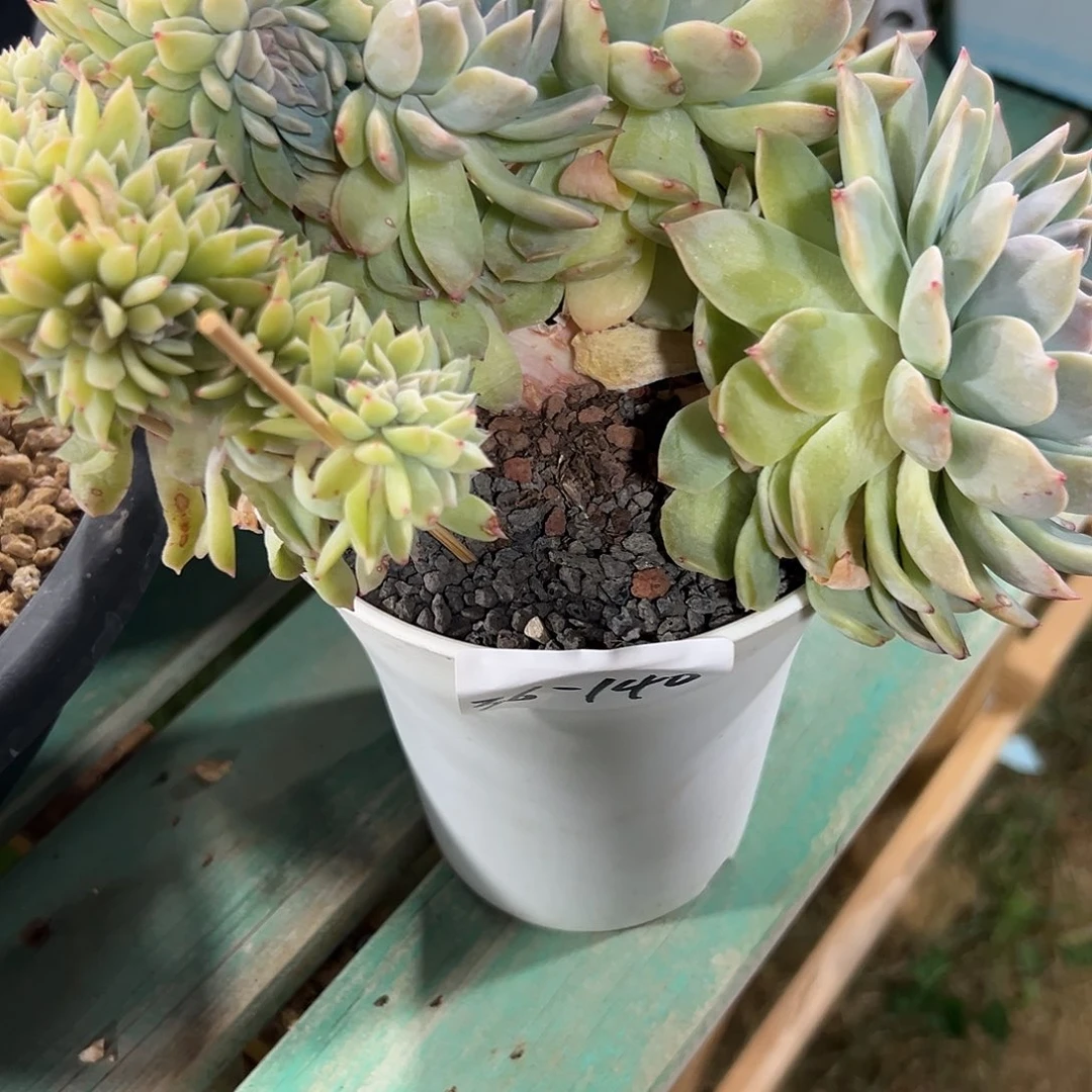 低****致36-140冰魄缀化多肉寄养