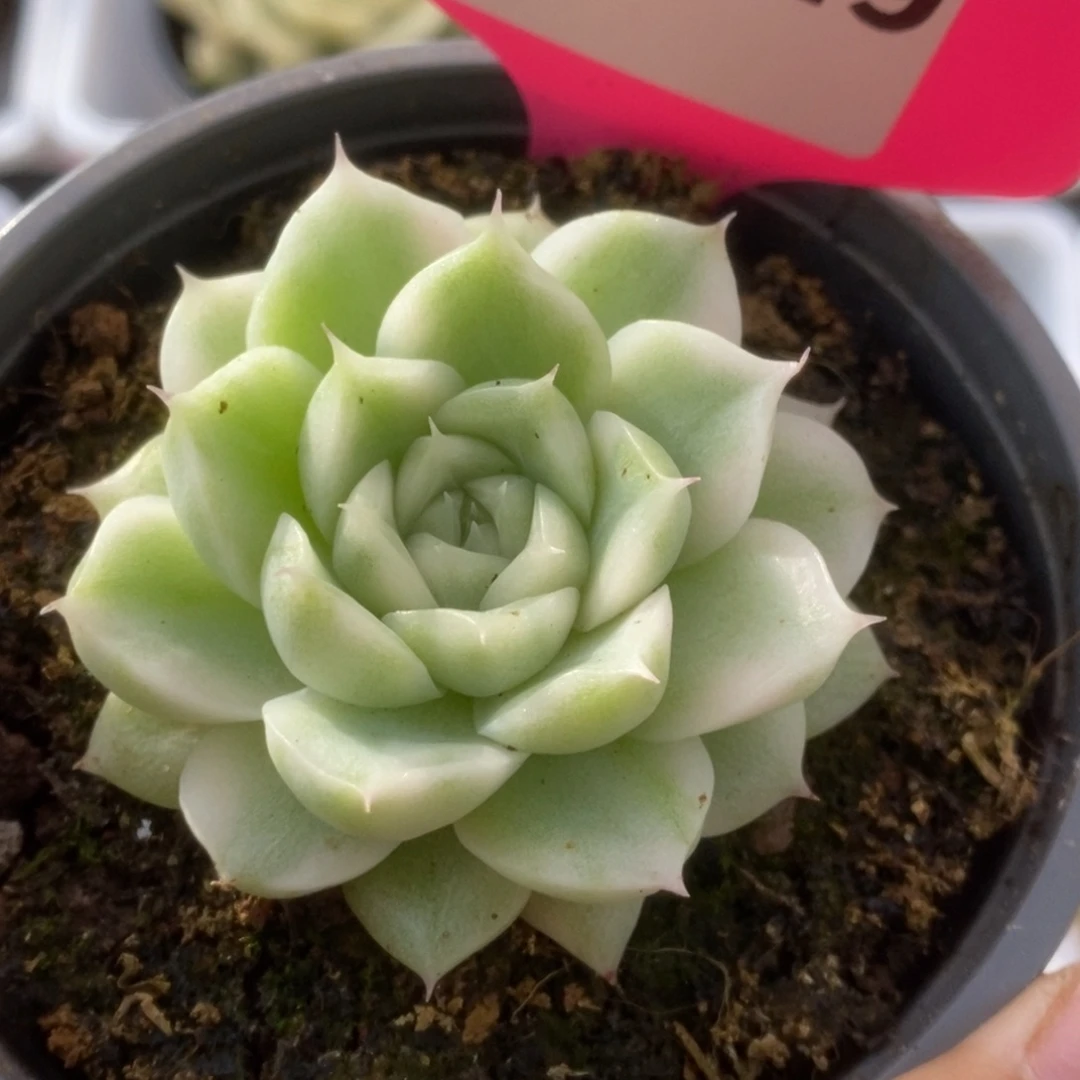 249白瓷麦杆锦锦锦锦锦锦锦