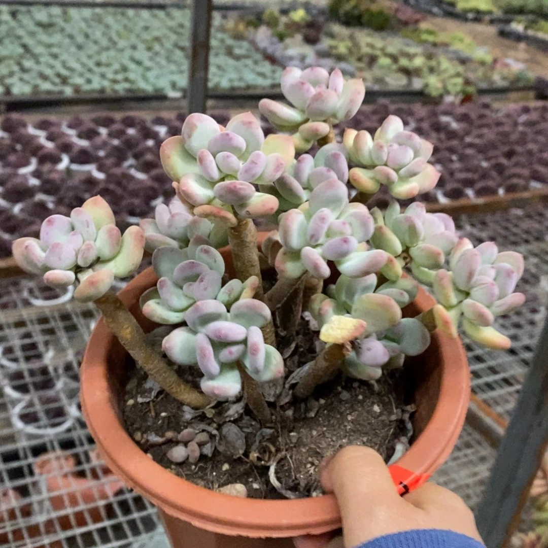 三日月美人多头群生老桩