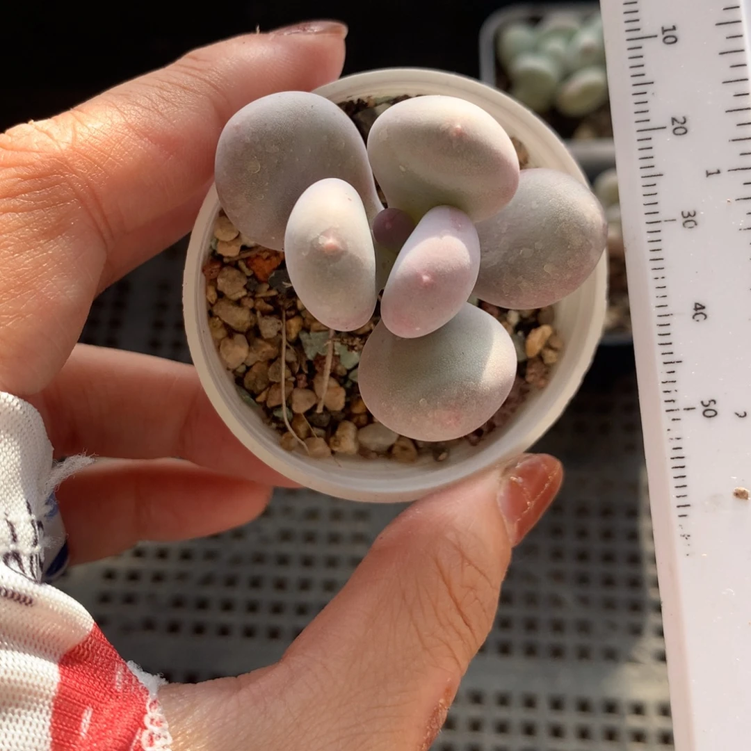 彩虹奶酪，宽叶彩虹哦