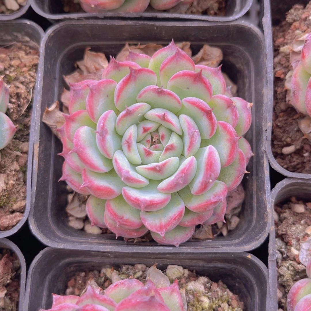 大眼睛99989989998888