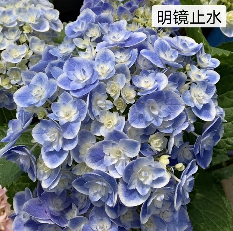 【明镜止水】1加仑绣球花 矮胖版天照