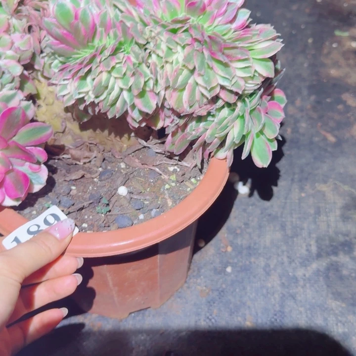 189荔枝缀化多肉植物满28包邮