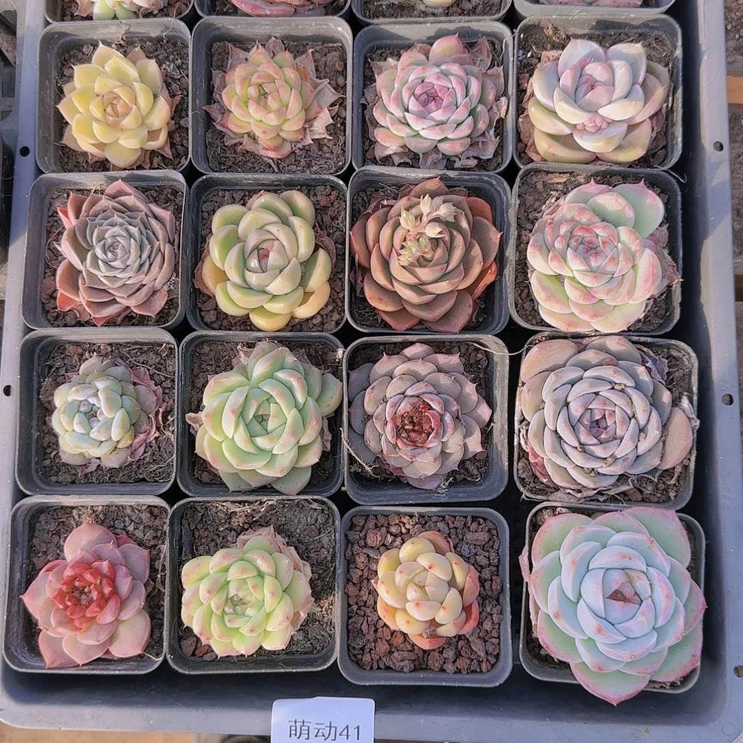 直播一物一拍多肉41