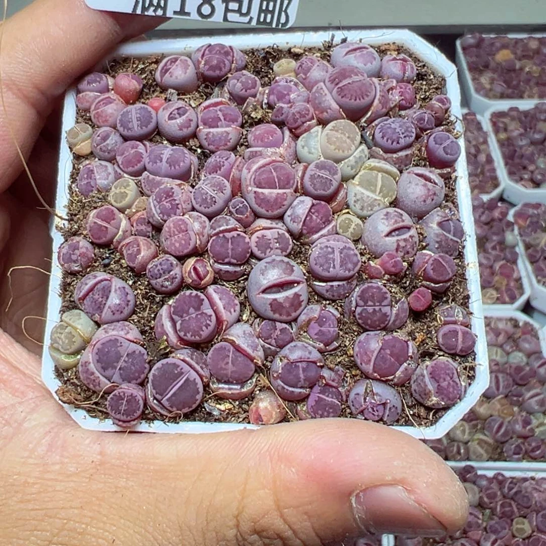 【闪购商品】 1400。