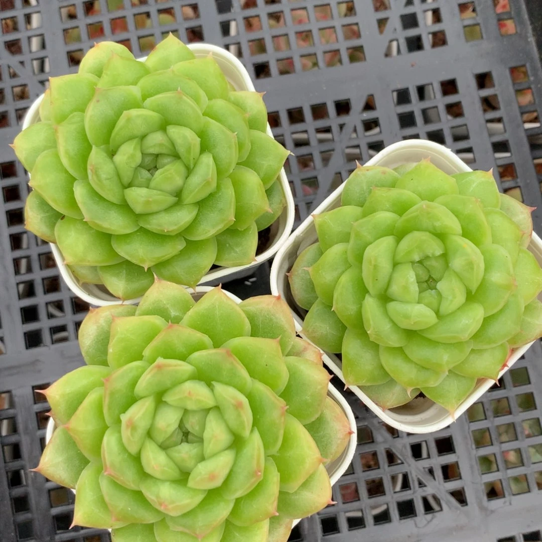 1105-101 珍妮套餐