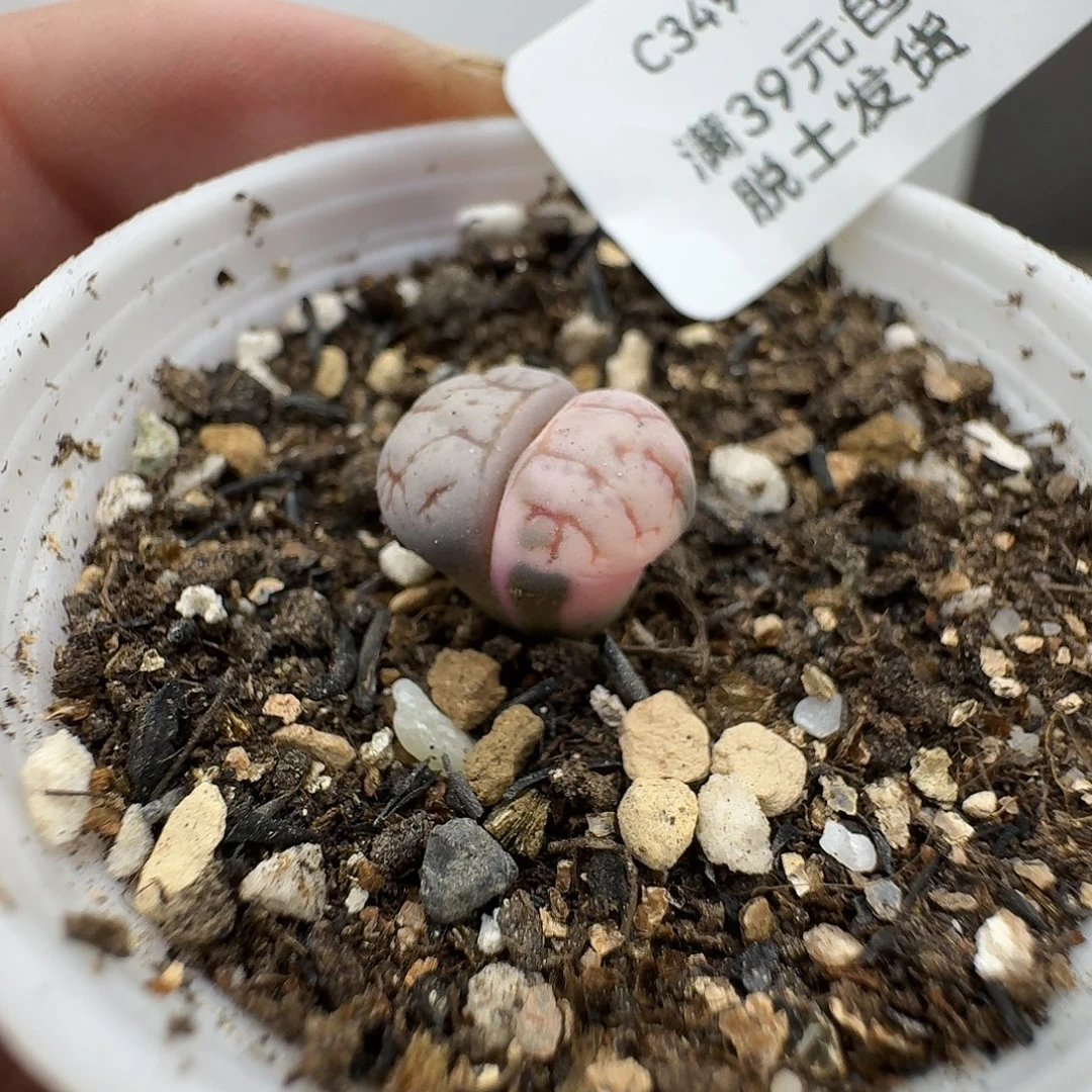 349多肉1.1厘米哈哈哈哈哈