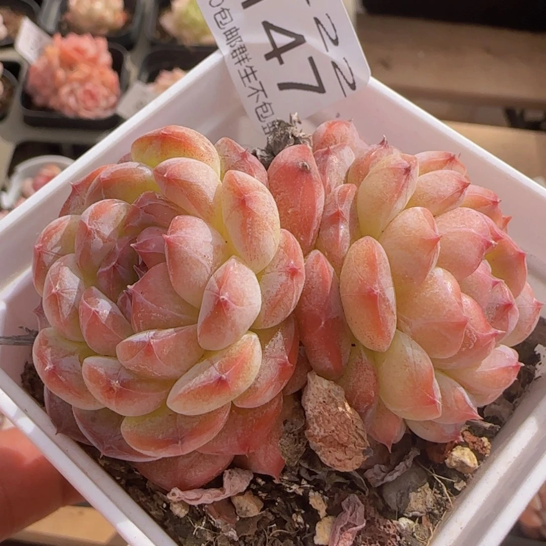 明月心双头一颗脱土