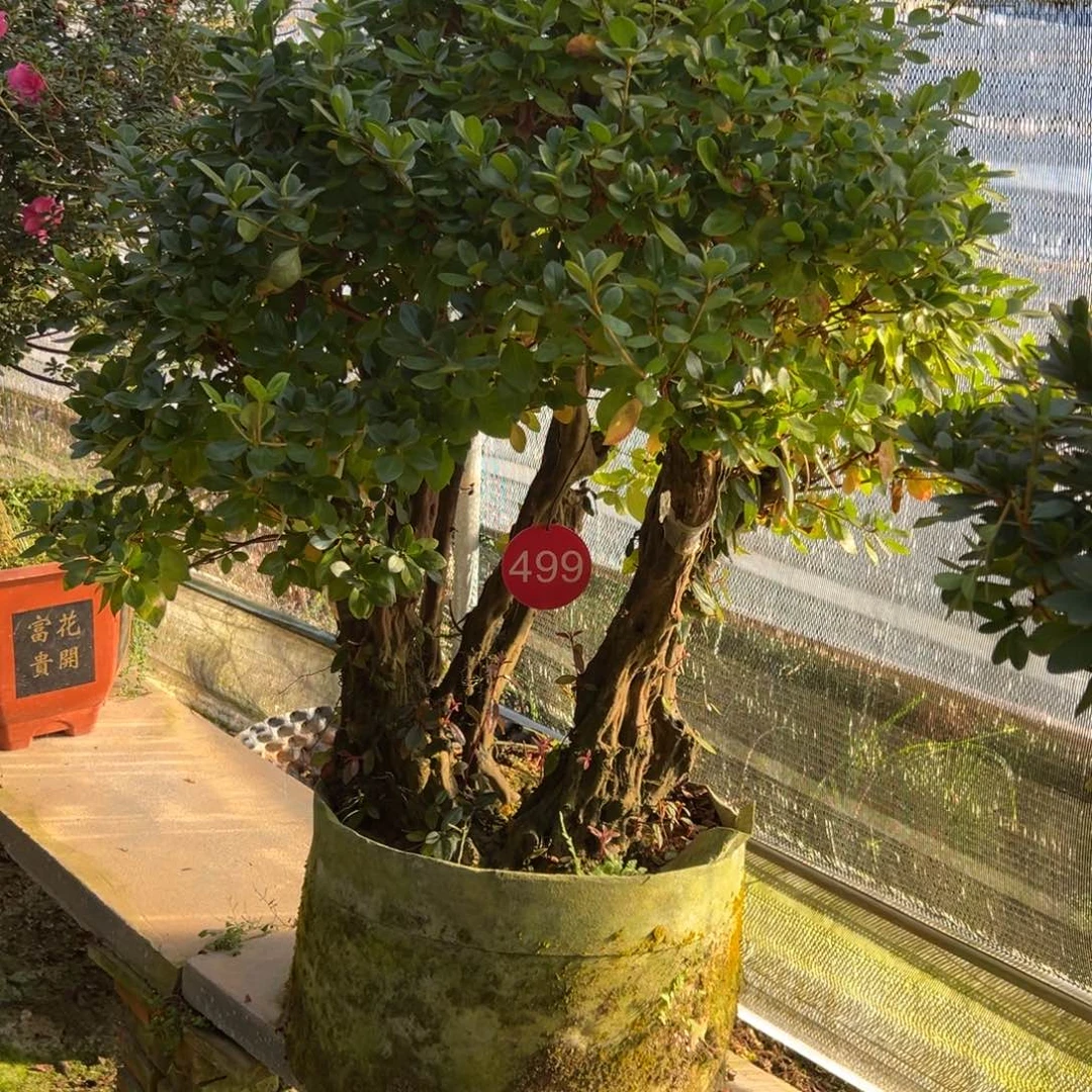 宁***远完全开放完全开 杜鹃花