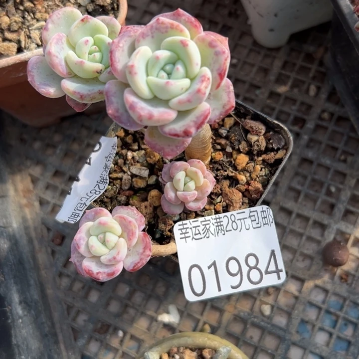 幸运儿是一位非常优秀且幸运