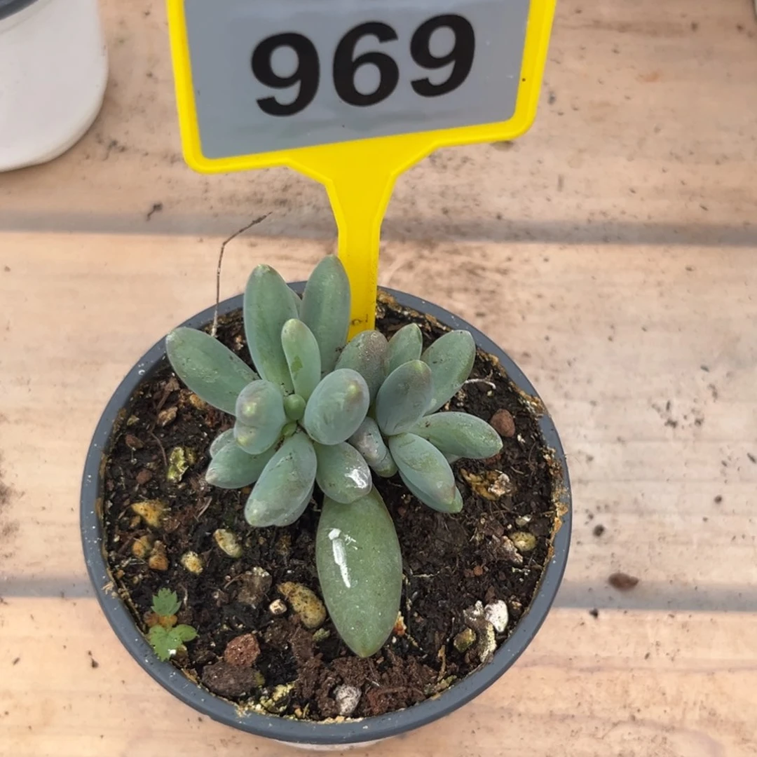 多肉植物烟花群969