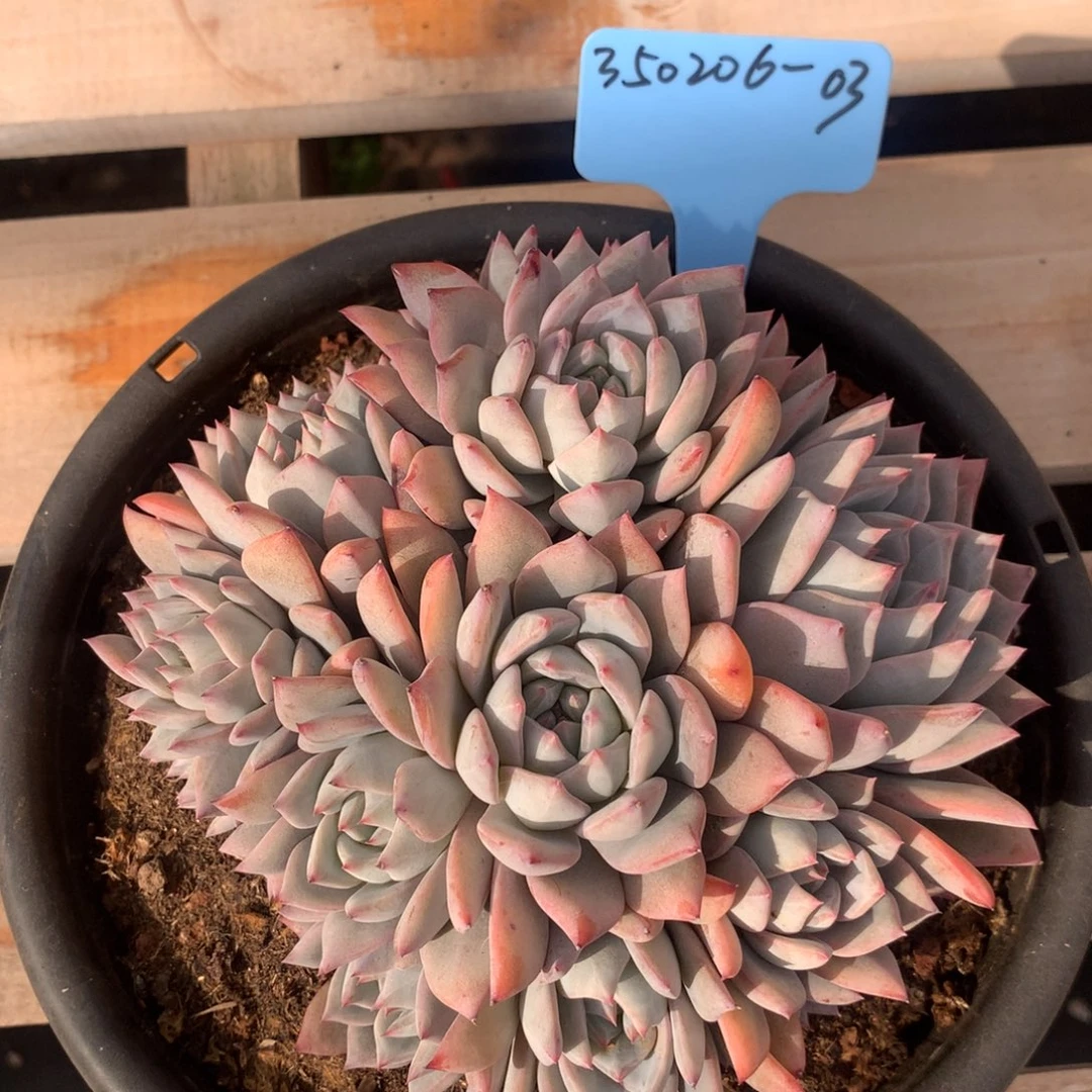 爱****哥350206-03粉蓝鸟