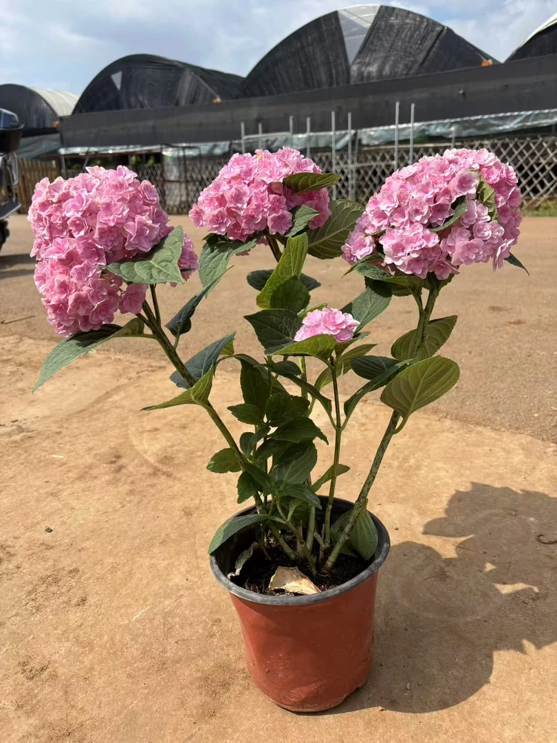 【云南直发】太阳神殿 花期长易成活2-3花球 四季盆栽