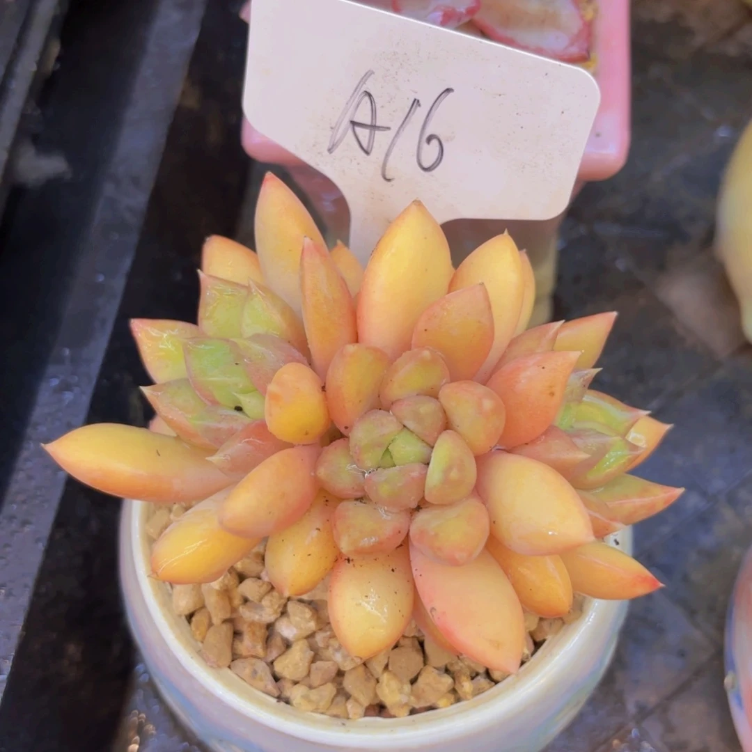 U***9云南金致家精品多肉