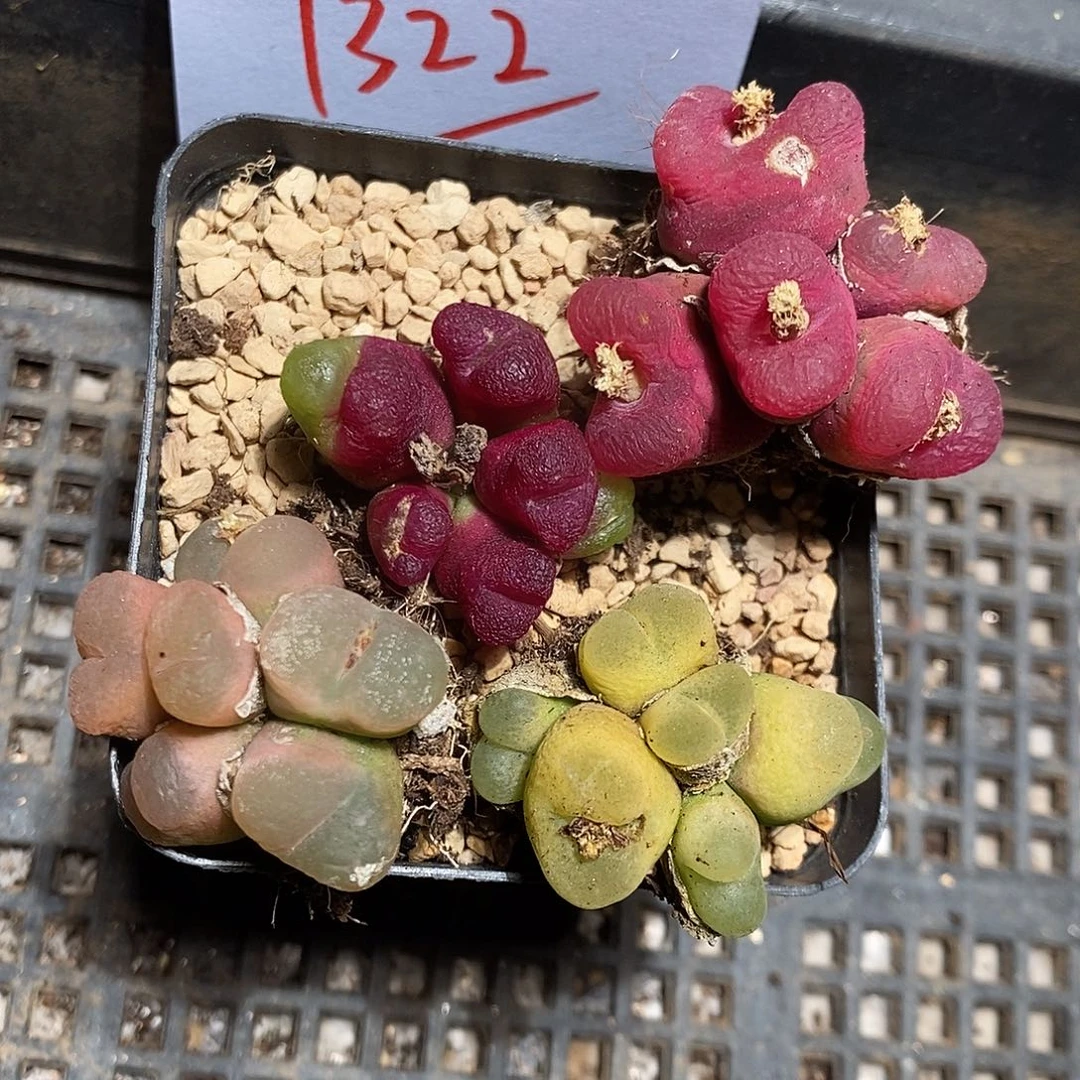 1322。  一组群生多头有瑕疵。