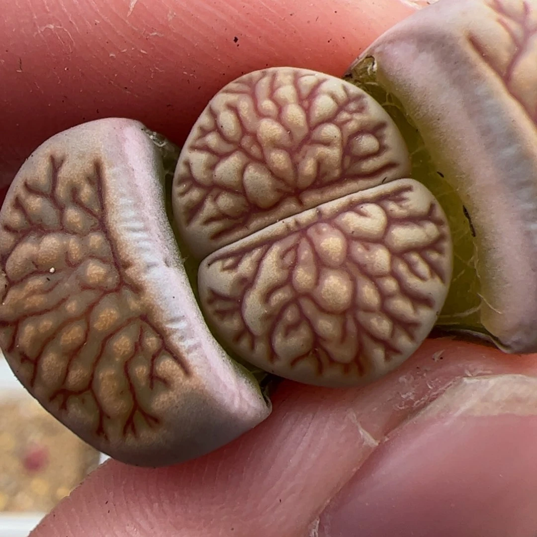 0473号菊 多肉植物女神节福利