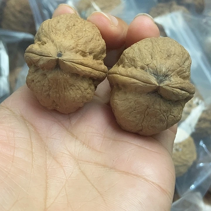 木质类云南铁核桃基地1