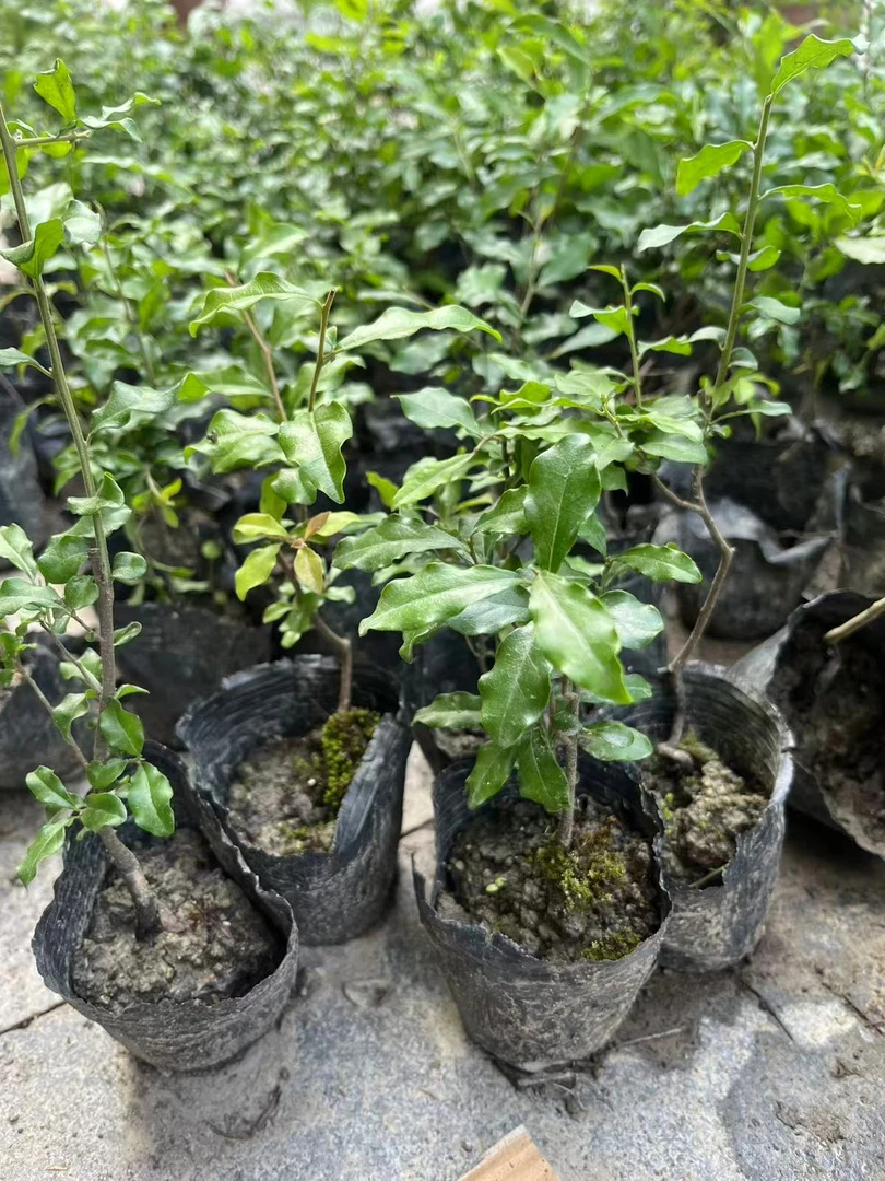 金弹子原生原根苗(2年)