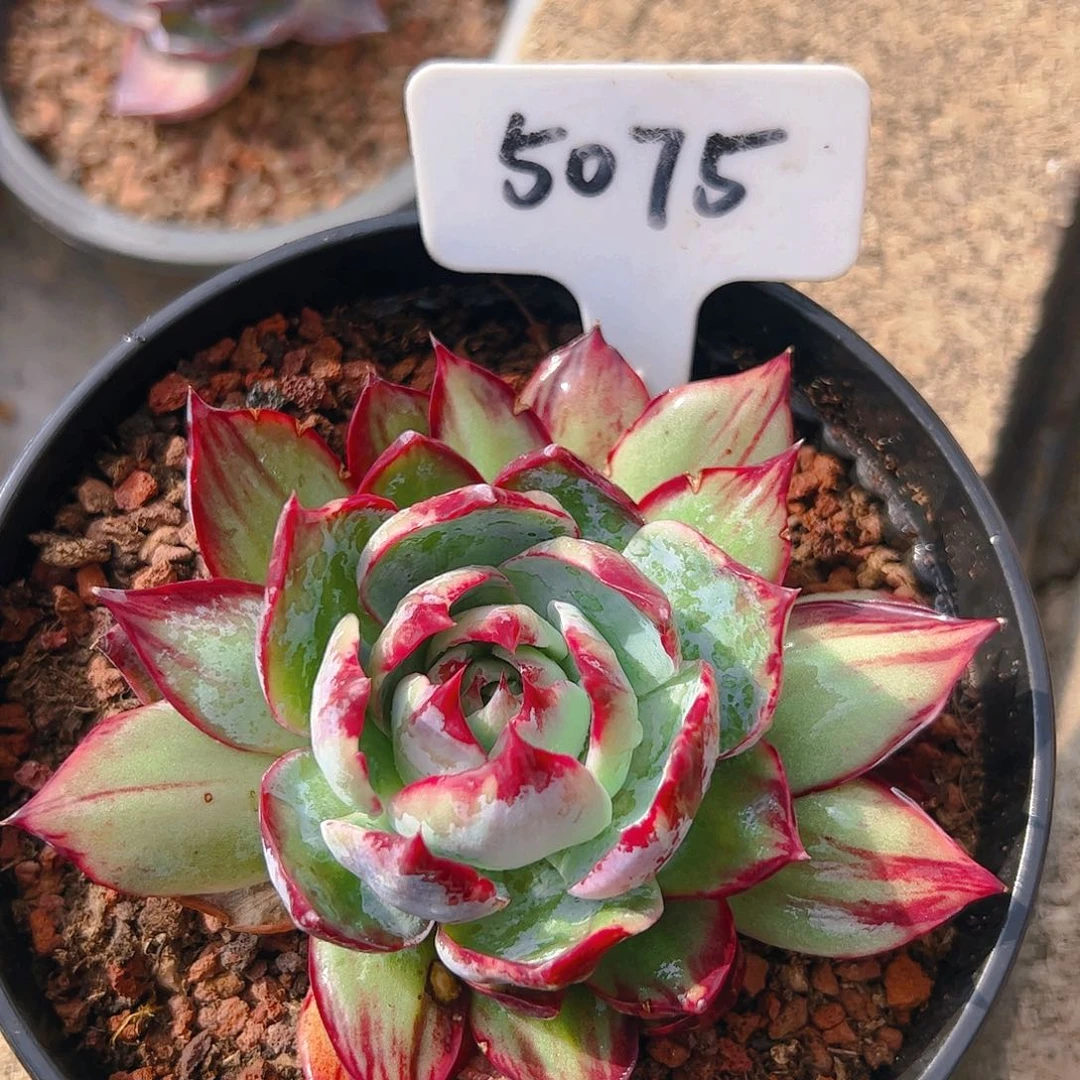 惊鸿仙子一物一拍5075号