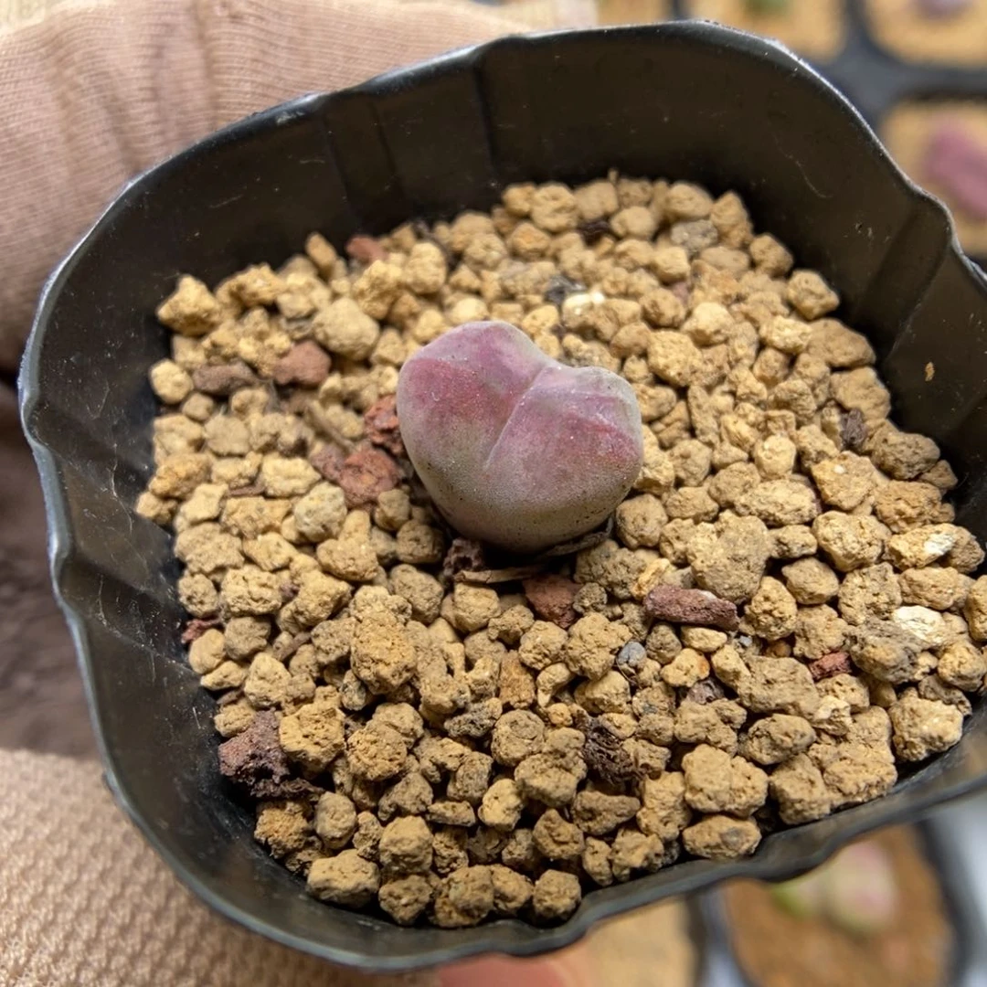 多肉植物肉锥杂交K-3490 福利