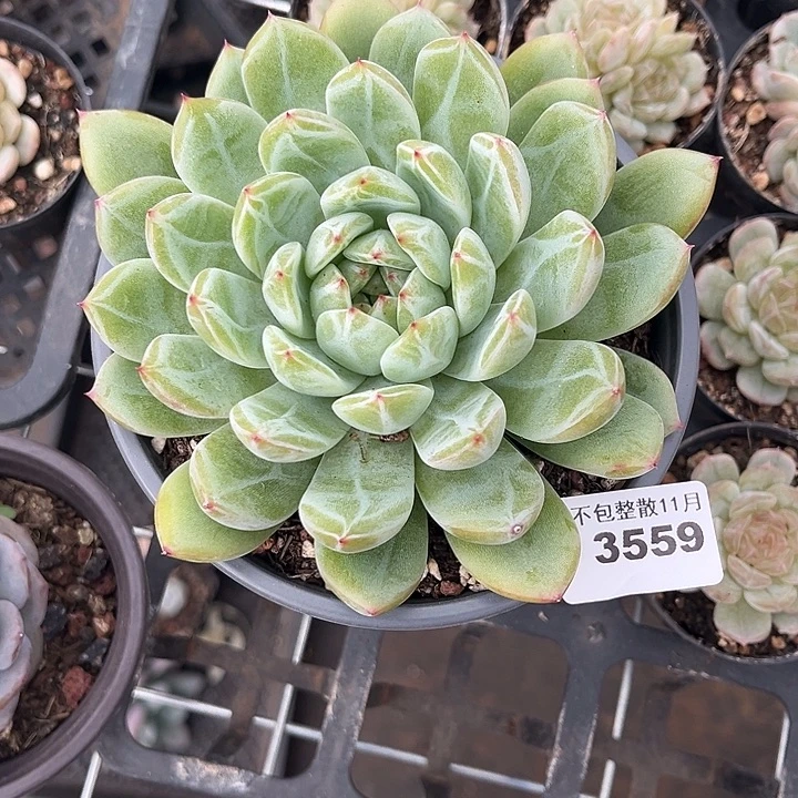 阿雅园艺。        3559大雪花珍妮