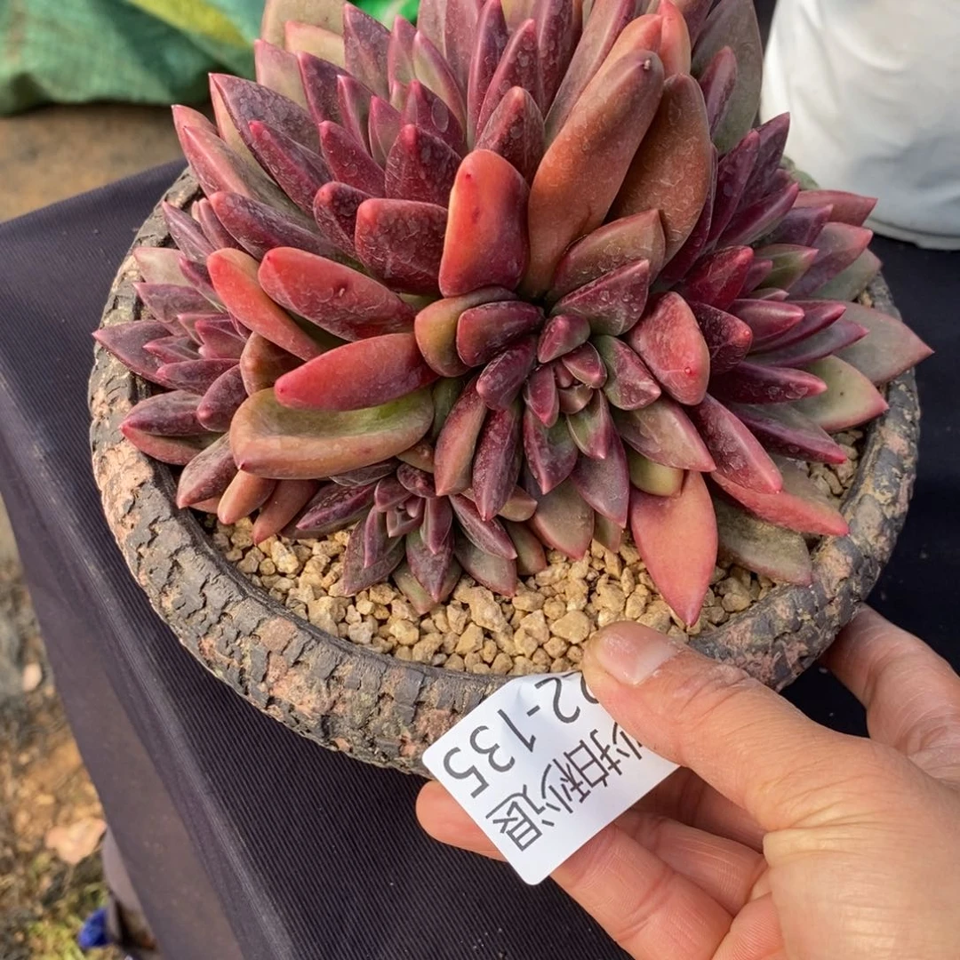 两单包邮1122-135迷雾泡泡