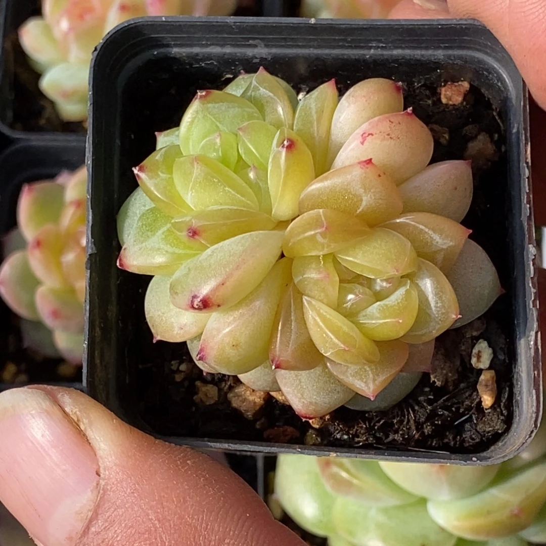 天官赐福百无禁忌