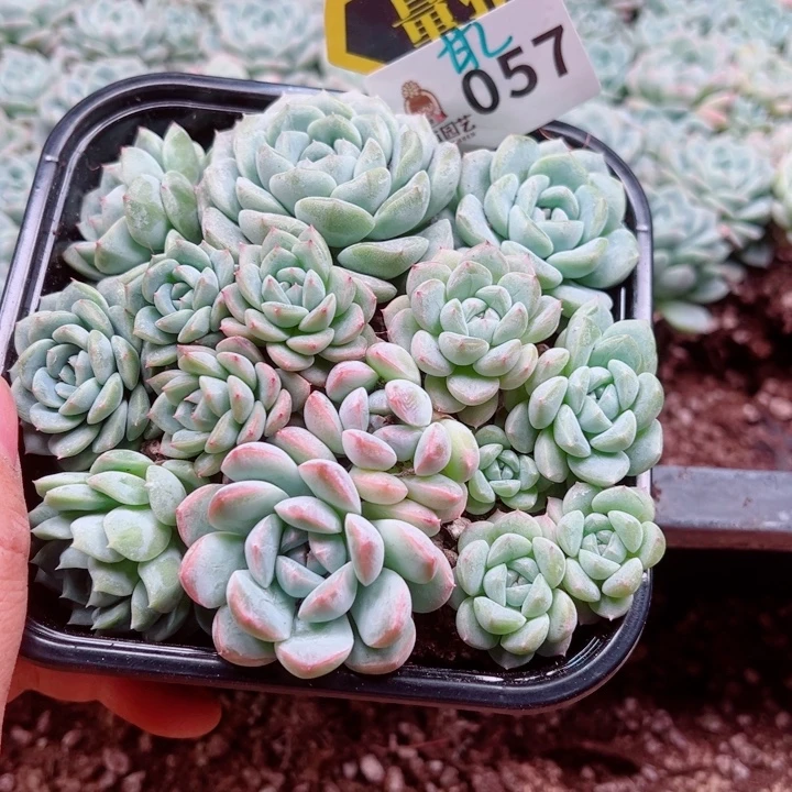 多肉植物多肉植物