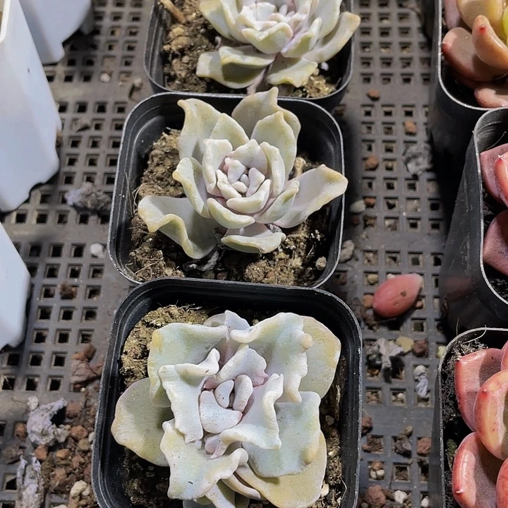 白饺子带盆土发货