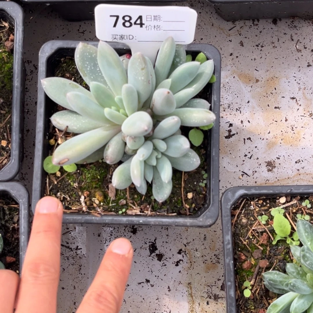 哥特多肉植物784号