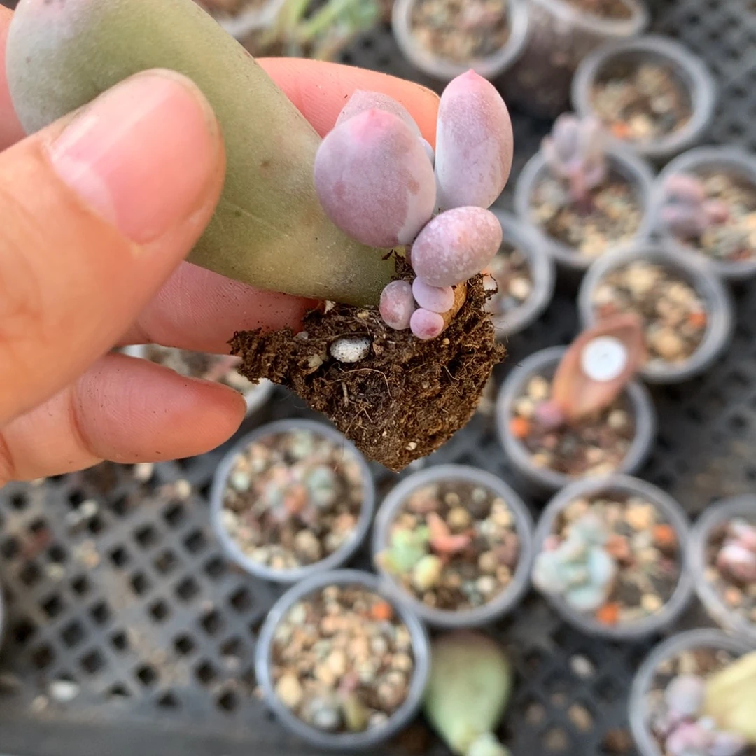 米可奶还好哈哈哈