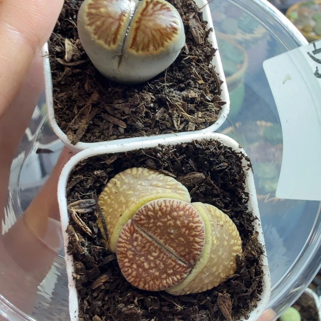 @***.多肉葡萄的季节性283