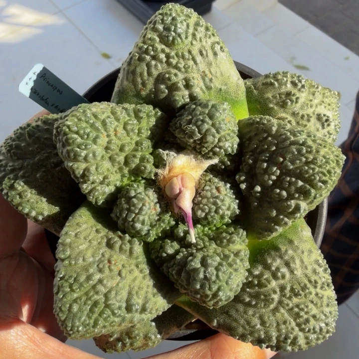 巨大蓝色圆肥手指