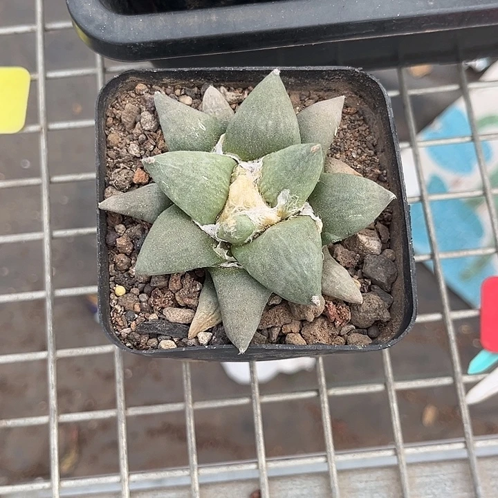 ₍***米我也不知道我为什么要